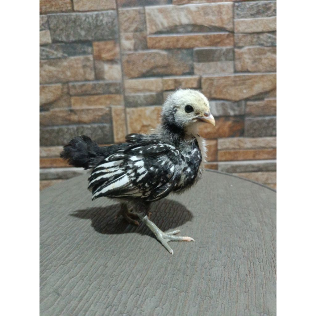 

anak ayam batik Italy ORI