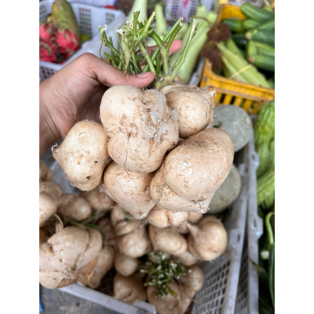 

BENGKOANG PER 900g atau Bengkoang per 1 ikat