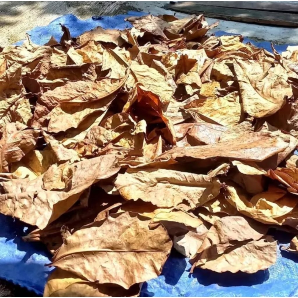 

daun Ketapang kering permentasi 100gr