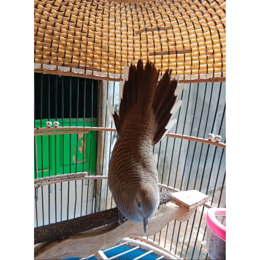 Burung Perkutut Rawatan Lokal Cirebon,Bunyi Hariann