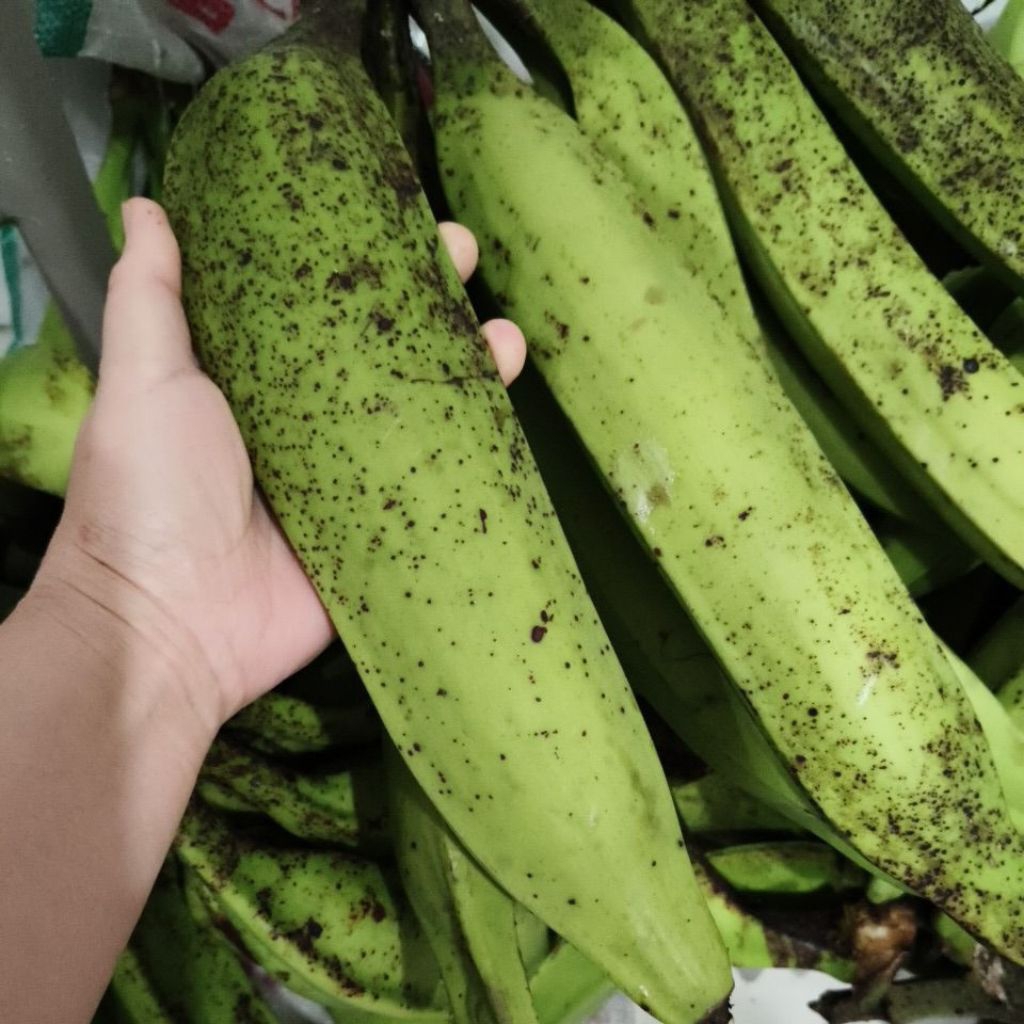 

pisang tanduk super jumbo langsung dari kebun untuk pisang goreng kripik pisang