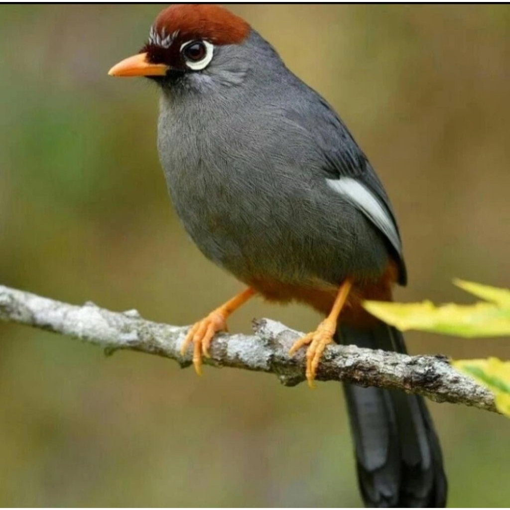

telur burung 3 butir Poksay Mandarin dijamin siap ditetaskan