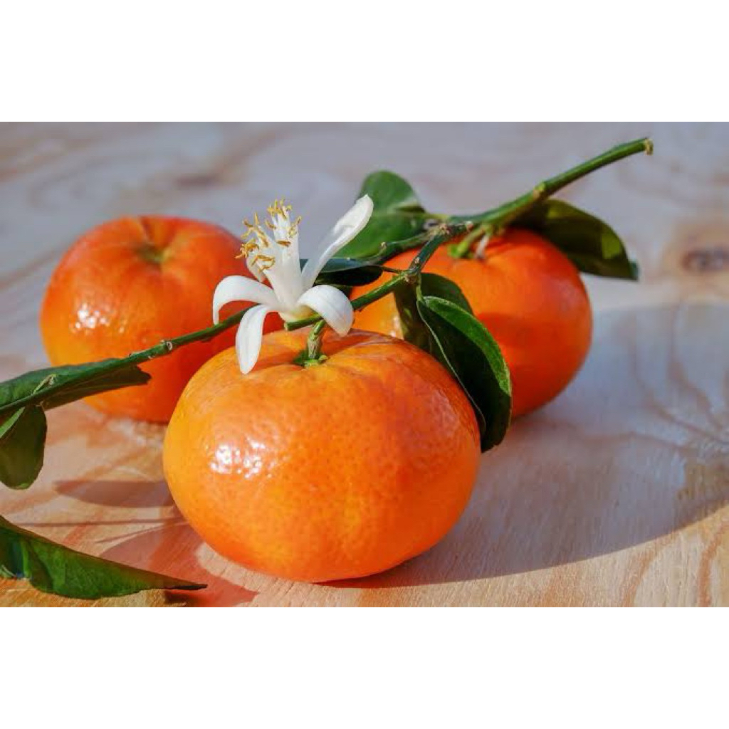 

bibit jeruk mandarin kondisi sudah berbuah