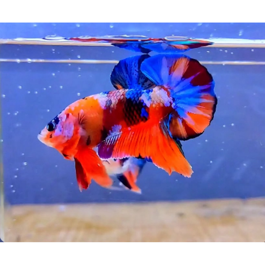 cupang nemo multy collor, warna terjamin bagus, cantik istimewa