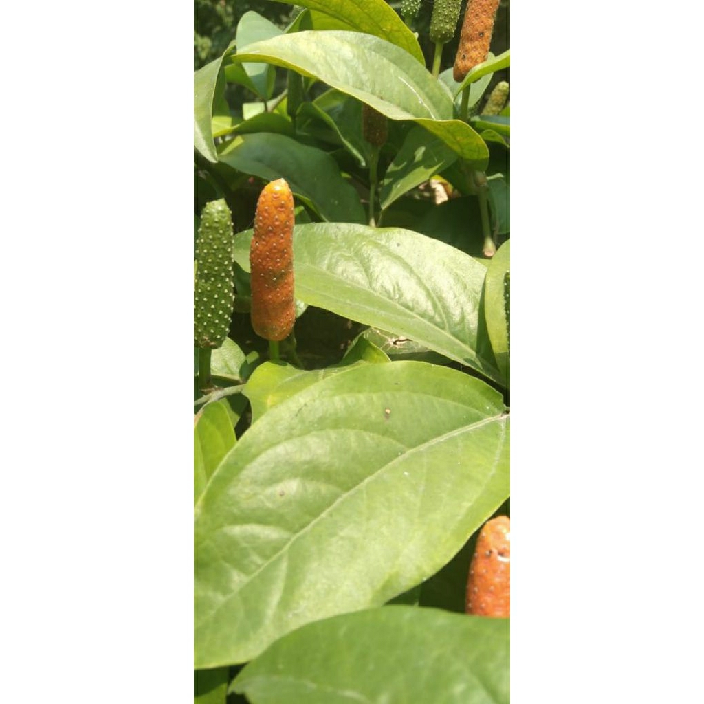 

Buah Cabe Jamu / Cabe Jawa petik segar