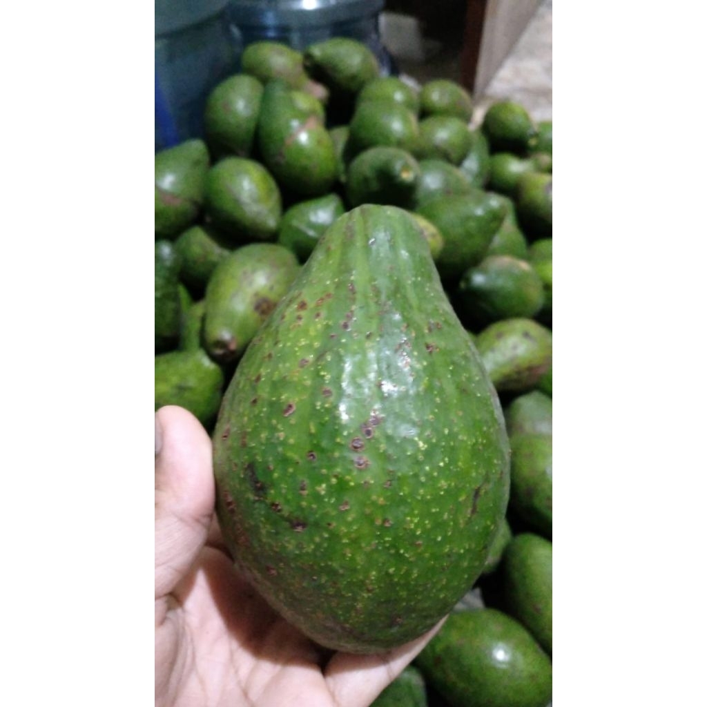 

alpokat mentega asli payakumbuh