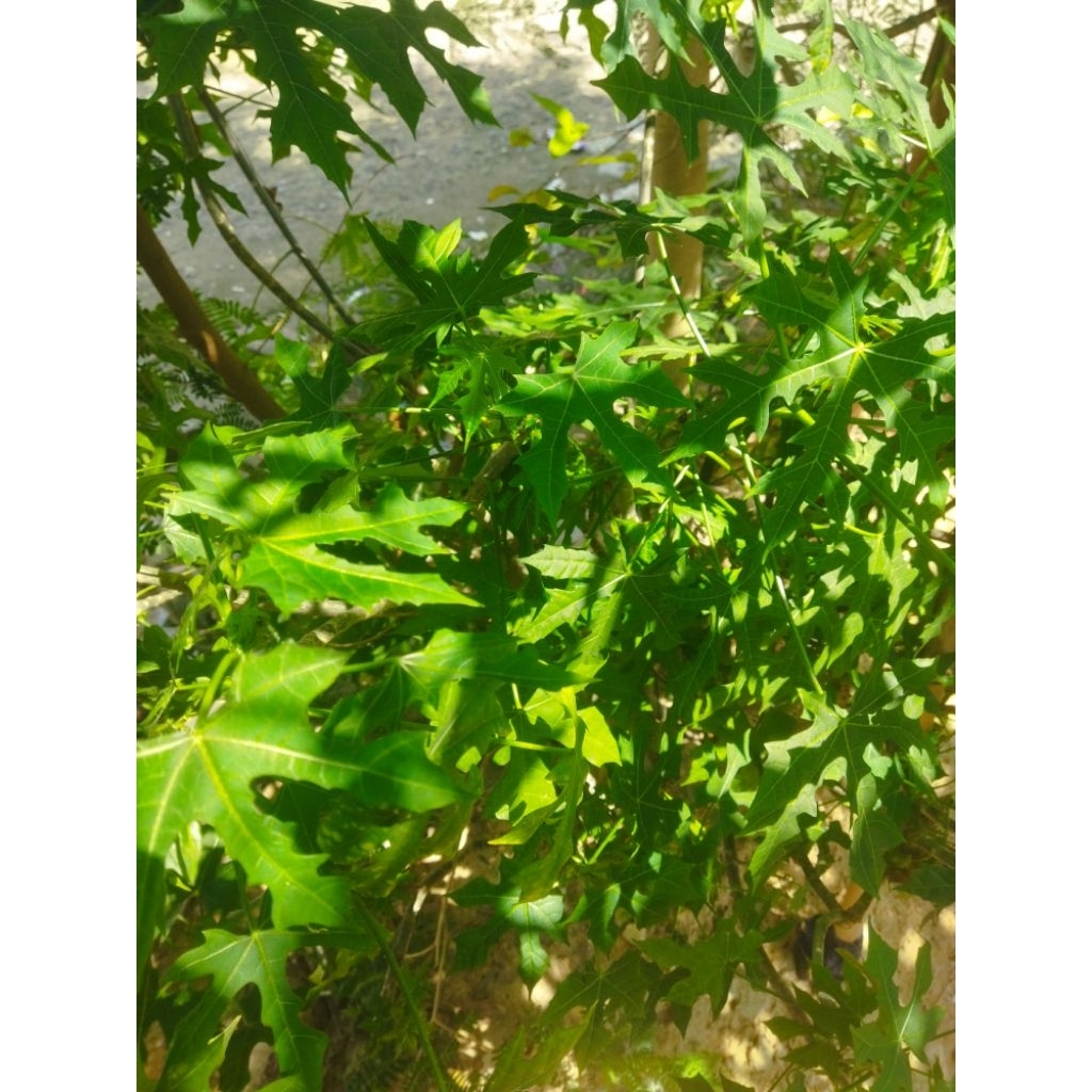 

daun pepaya jepang 500g