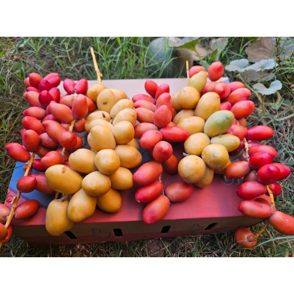 

500 Gram Kurma Muda Mix / Campur FRESH NO FROZEN Kurmud Segar Original 1/2kg | Kurma Muda Promil| Kurmud Promil