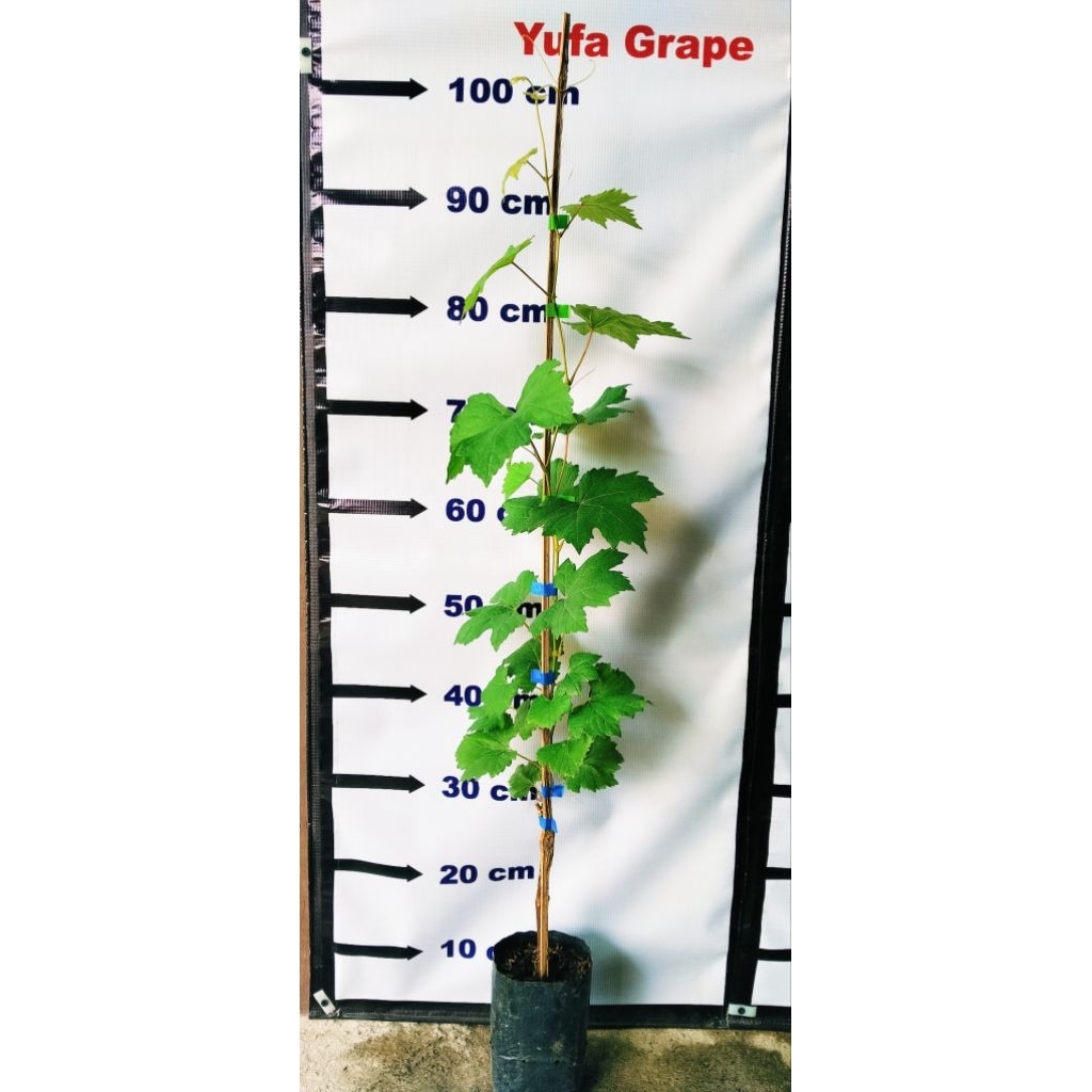 

Bibit anggur import varian basanti pengiriman khusus pulau jawa