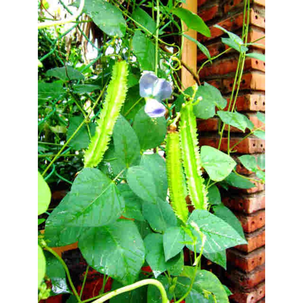 

buah kecipir untuk lalap dan sayur