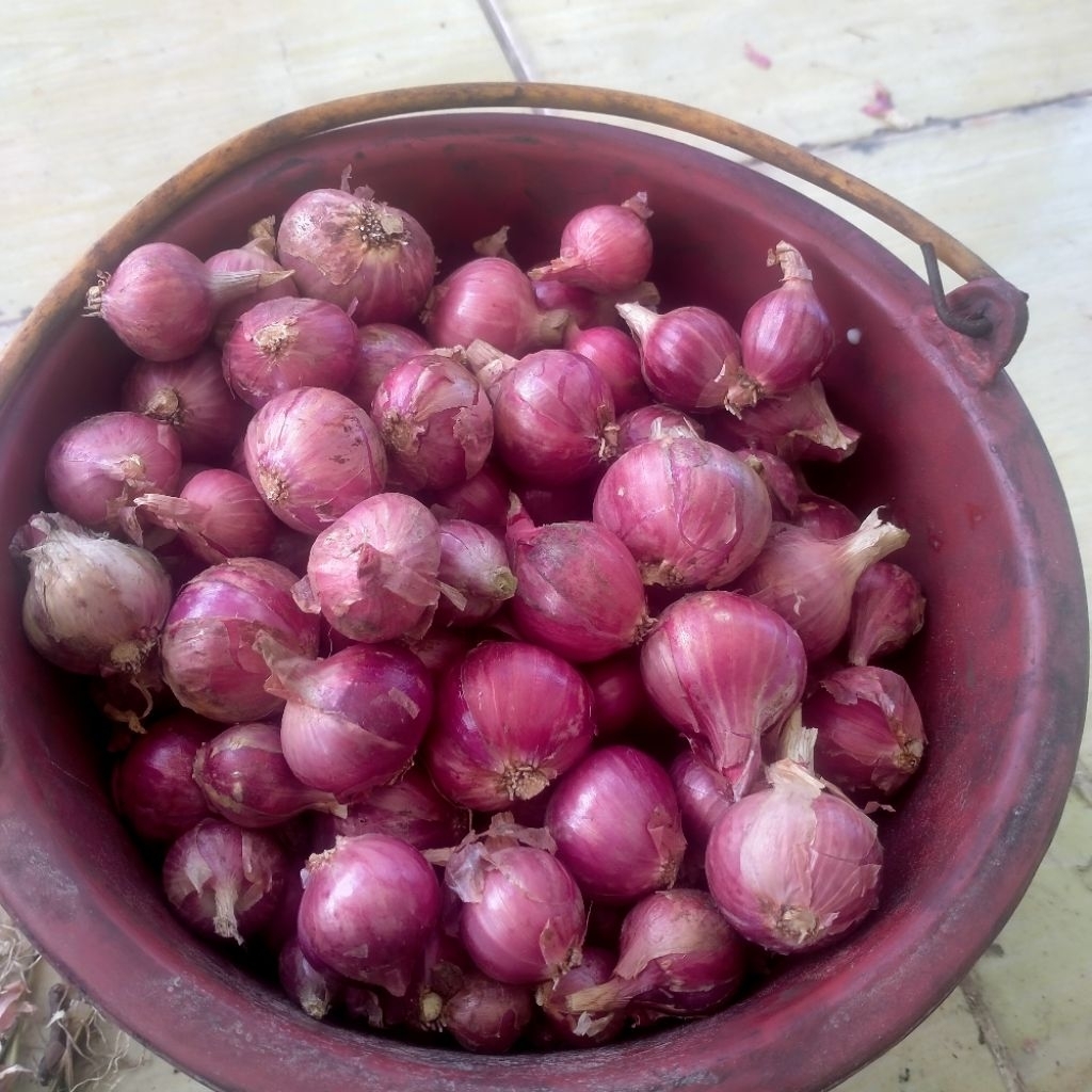 

Bawang Merah Tapanuli