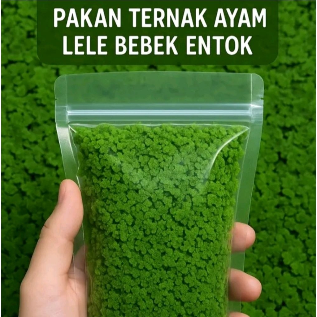 BIBIT AZOLLA MICROPHYLLA UNTUK PAKAN TERNAK, IKAN, PUPUK