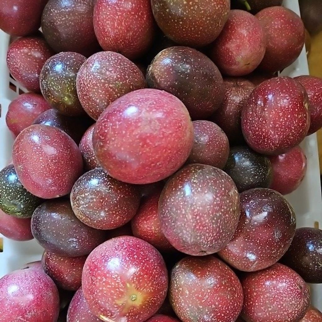 

Buah Markisa Hitam Segar Berat 1kg