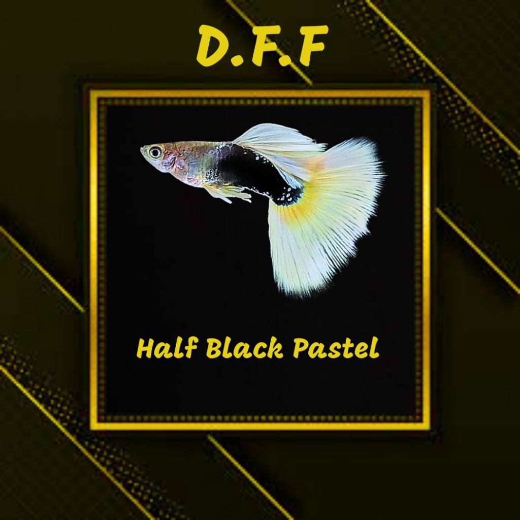 

BOX STEROFOAM-HB P4STEL