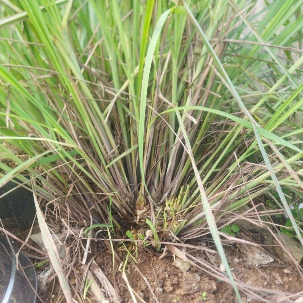 

Sereh hijau segar per 1kg terbaik dari alamnya