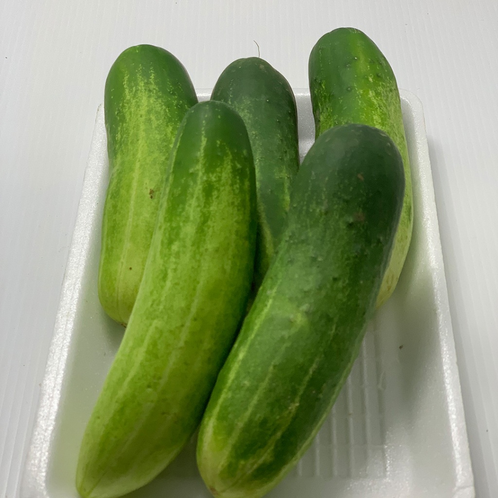 

Timun Lokal 250gr | Mentimun Lokal Segar Premium | Sayuran Fresh Tani Kita Lembang