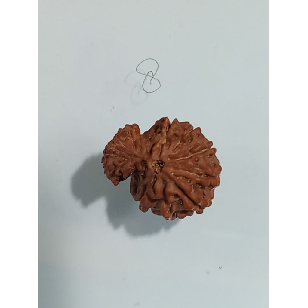 Rudraksha Jenitri grabhgauri asli alami antik unik