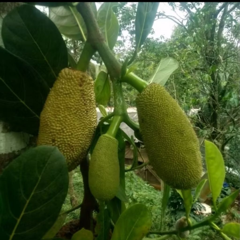 

1kg pentil nangka tongtolang nangka muda segar