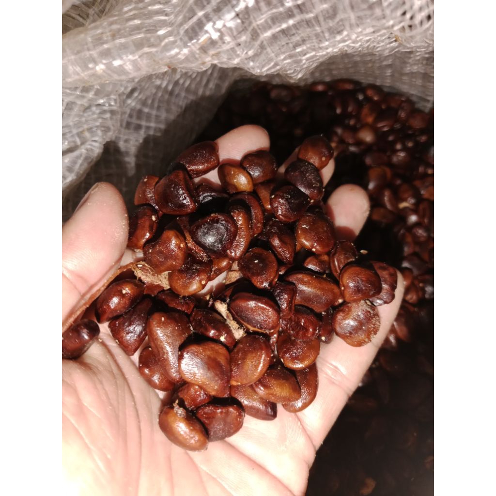 Biji asam 1kg - Biji asam jawa siap semai - biji asam jawa 1kg