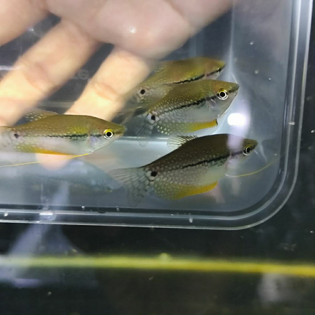 aquascape sepat mutiara/mutiara/aksesoris/akuarium/aquascape