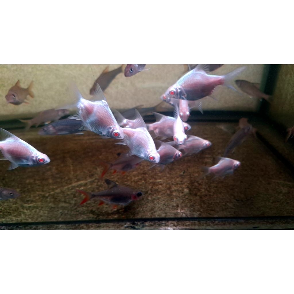 (Ketapang Cair) Kaviat Platinum SB