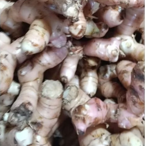 

lengkuas bumbu dapur 500gr