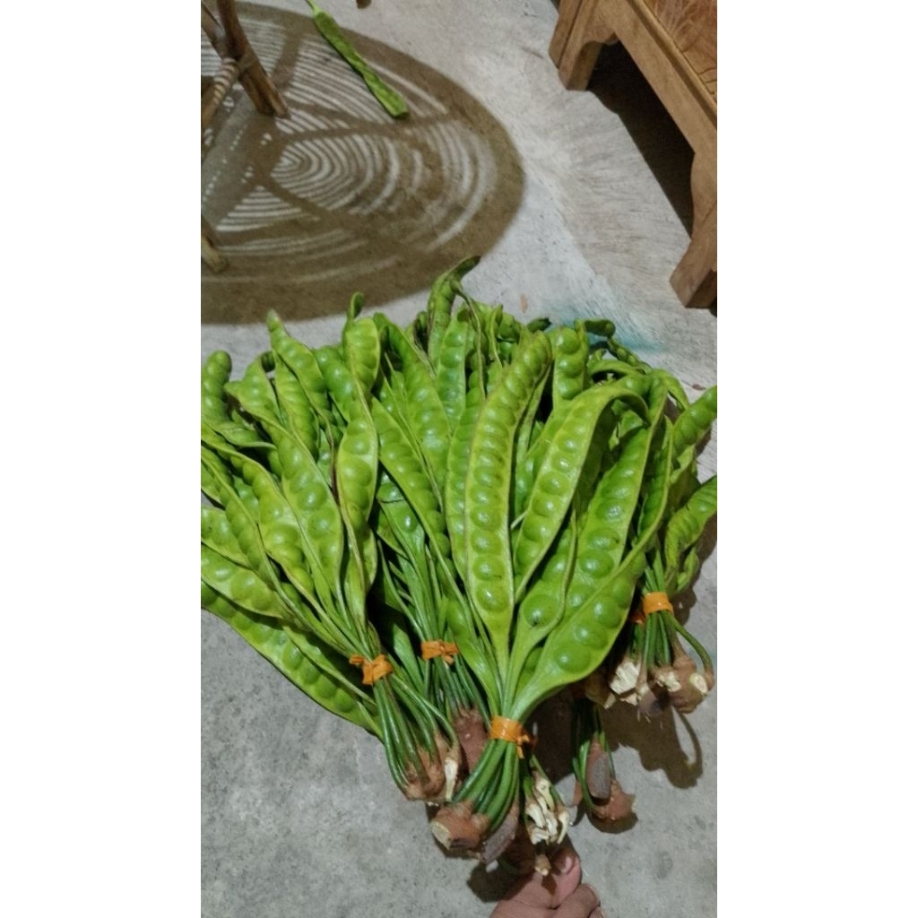 

pete muda fresh 10 papan /10 lonjor