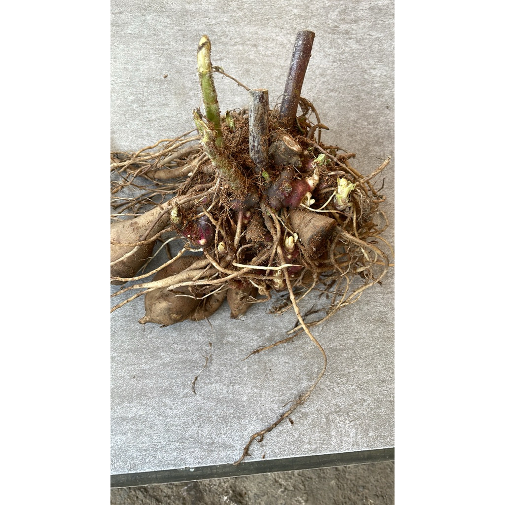 

rimpang ubi yakon berat 500gr