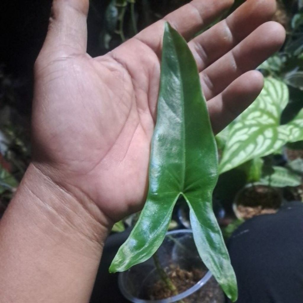 alocasia trigina sp sulawesi