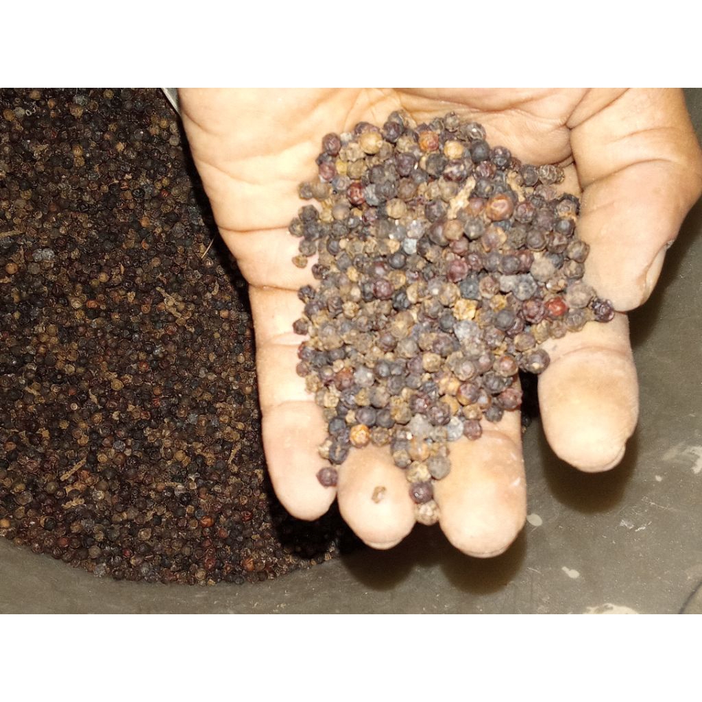 

MERICA HITAM CANTIK BERSIH FRESS