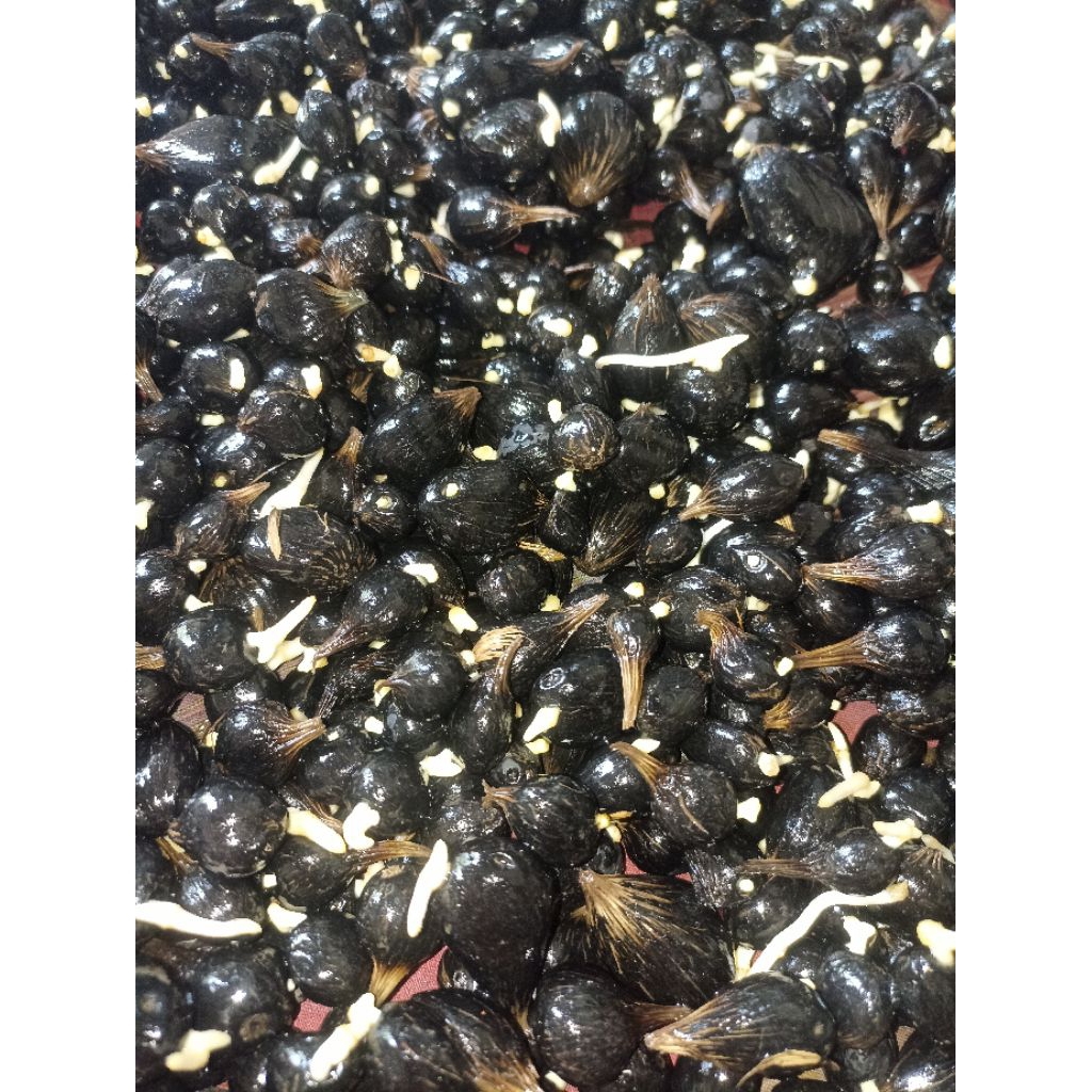 kecambah unggul kelapa sawit polosan"TENERA" biji kecil berkecambah