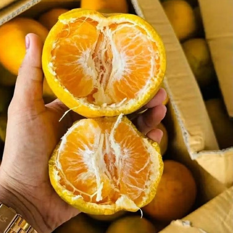 

JERUK MEDAN MANIS 1kg