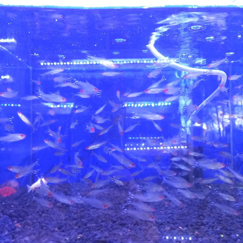 ikan rumynose tetra/rednose tetra