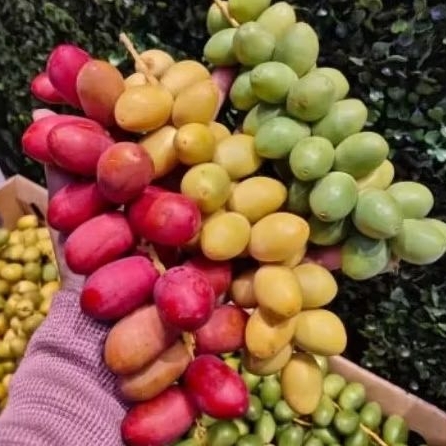 

Kurma-Muda-3Warna Barkhee Premium – Fresh Segar Sweet Dates | Pre Order | Promil & Vitalitas (500gr-1Kg)