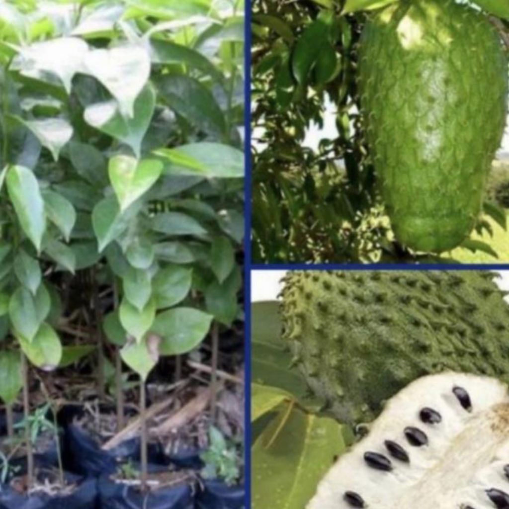 

bibit sirsak asli okulasi cepat berbuah