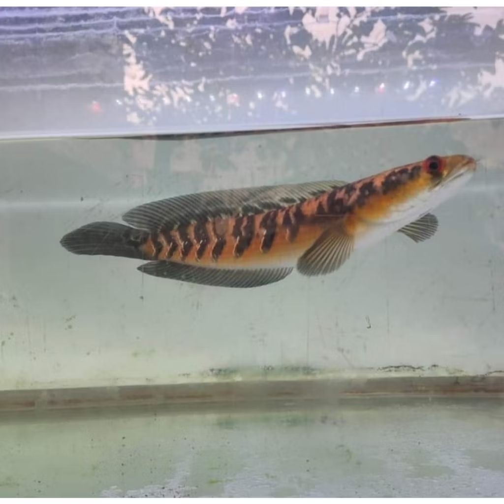 YS Partai BERGARANSI