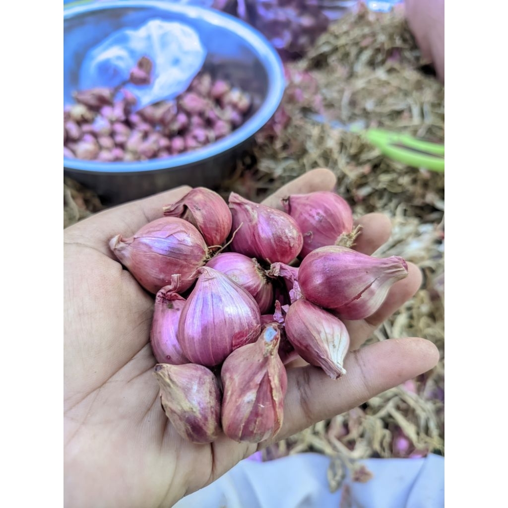 

BAWANG MERAH PROBOLINGGO