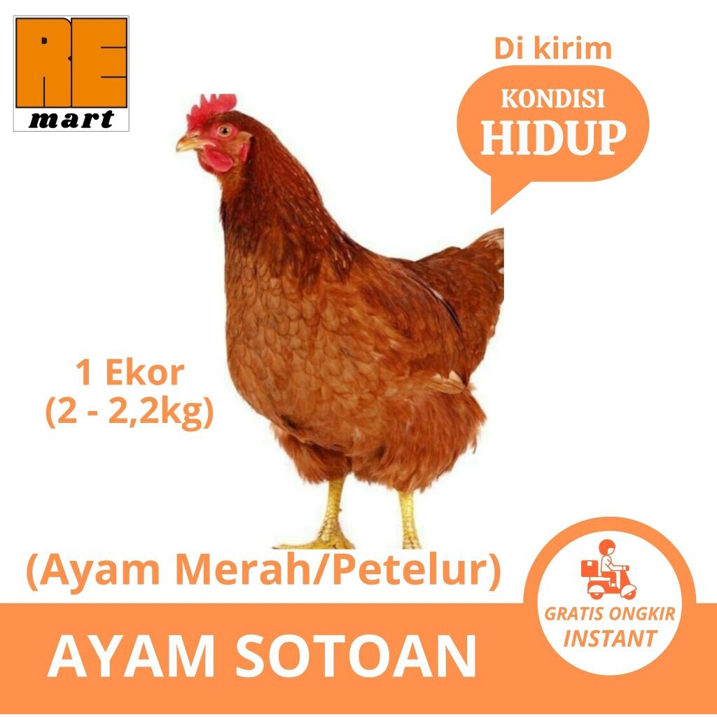

AYAM SOTOAN | Ayam Merah HIDUP 2-2,2kg/ekor