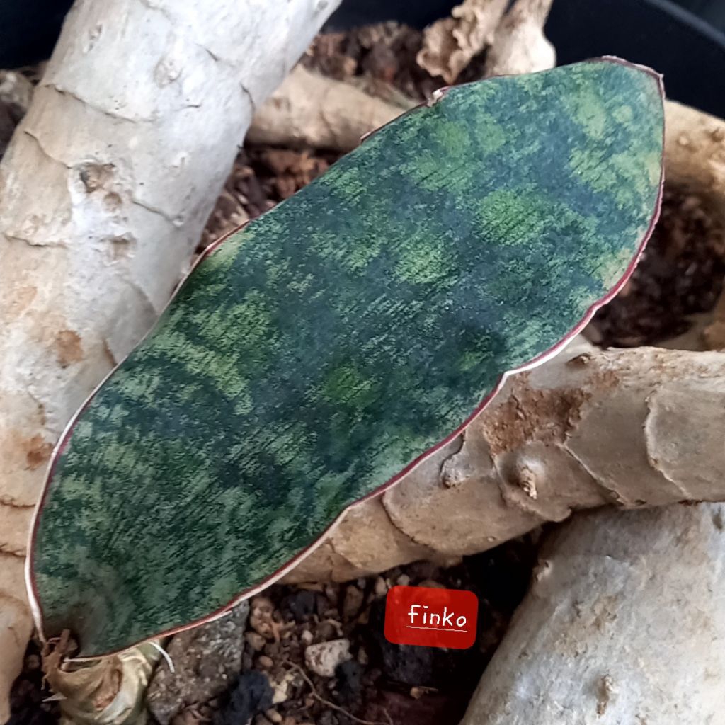 pf. 11192 sansevieria sp.