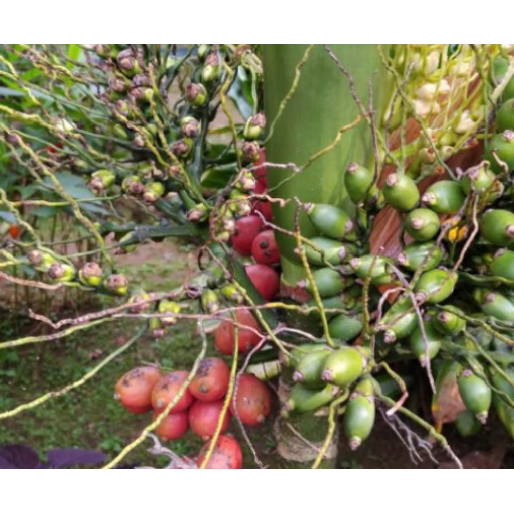 

Buah. pinang merah segar 100g