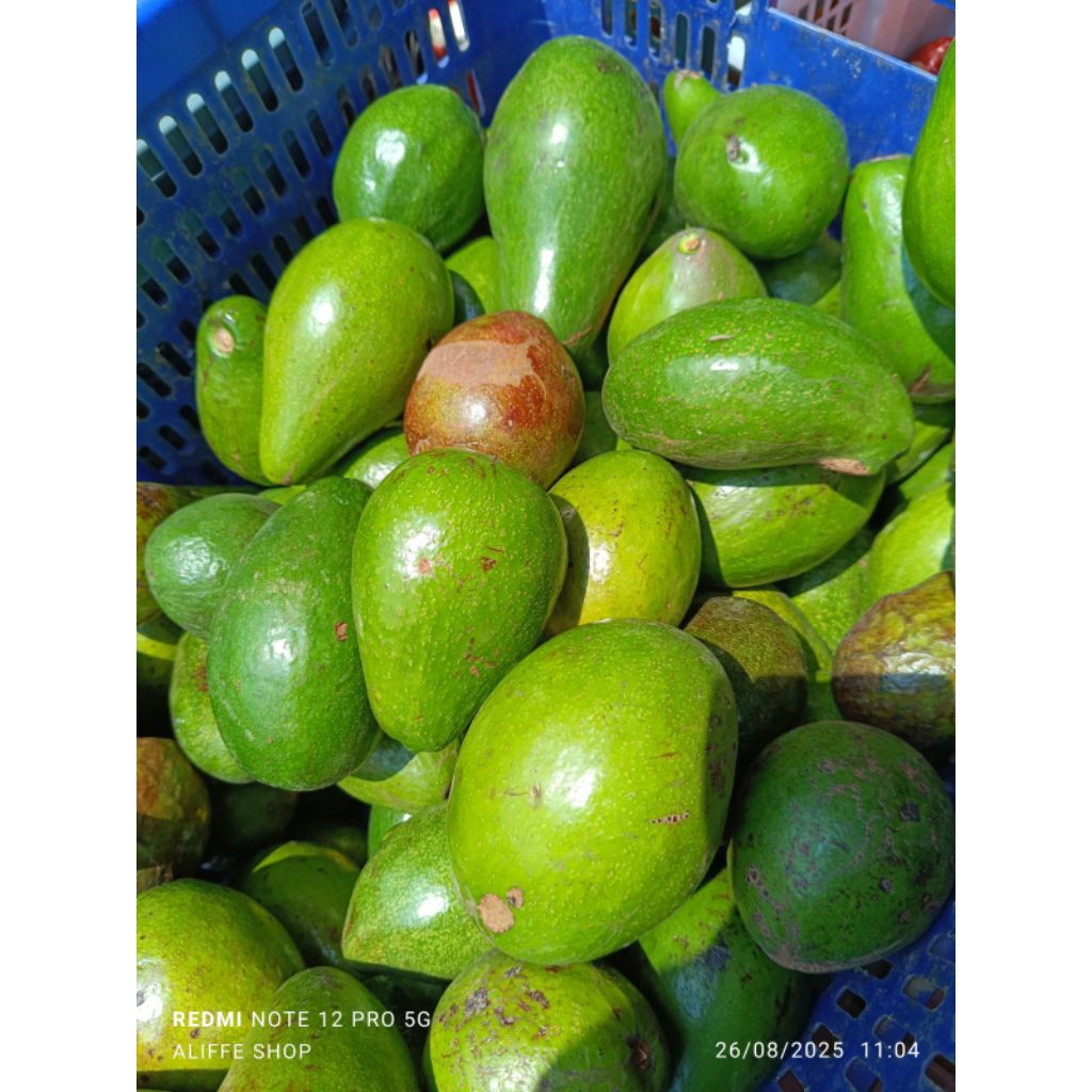 

1 KG Buah Alpukat mengkel