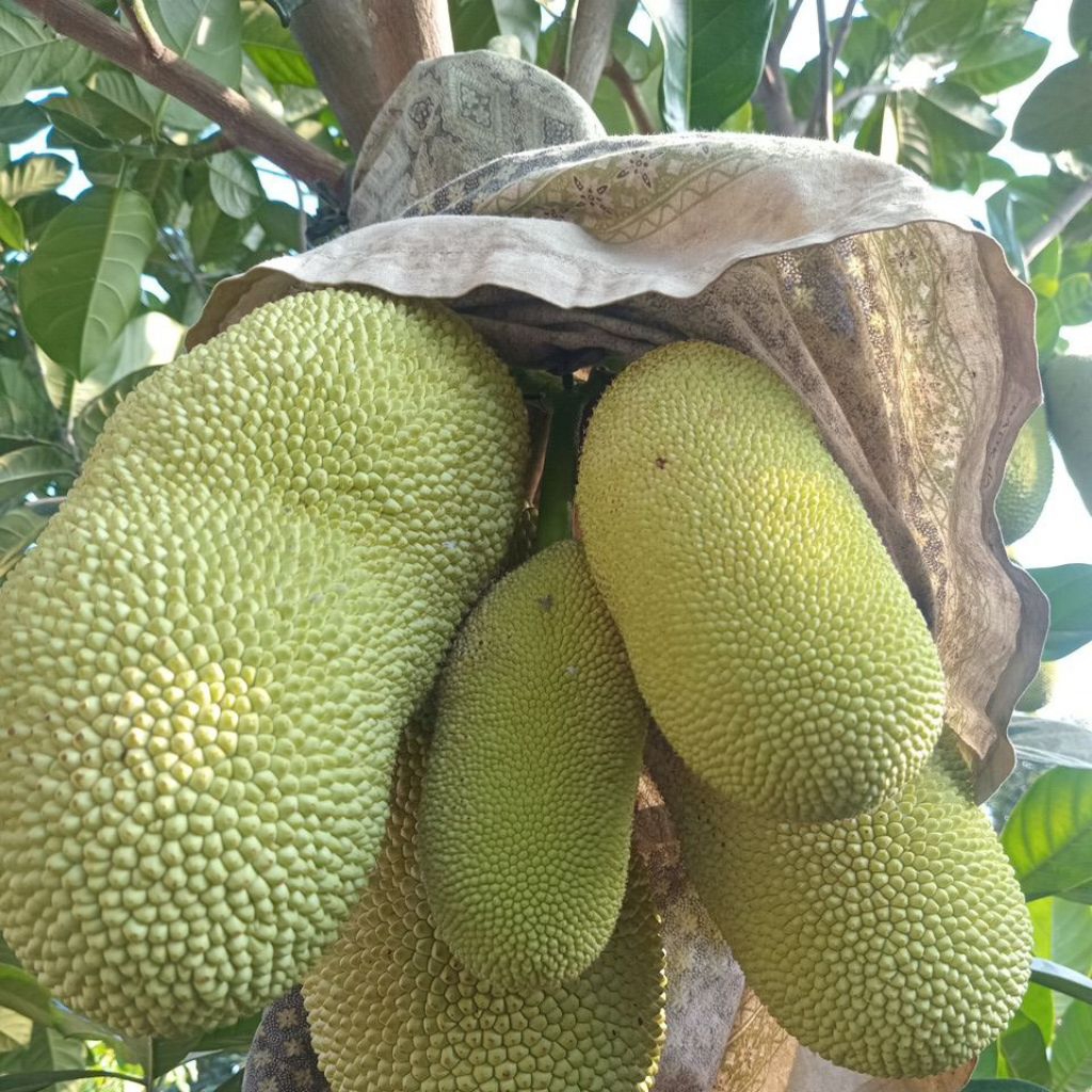 

NANGKA SAYUR. NANGKA MUDA. 1kg