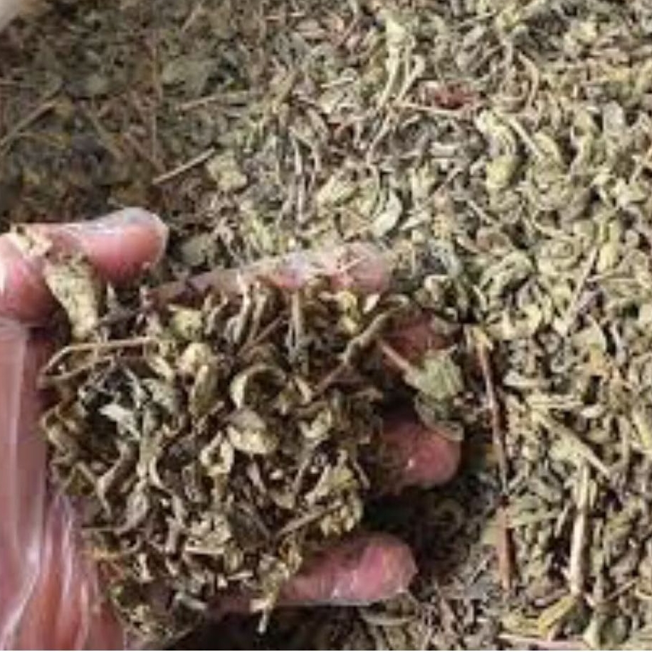 

Teh Hijau Kering Green Tea 500 Gram Teh hijau Kering Murni