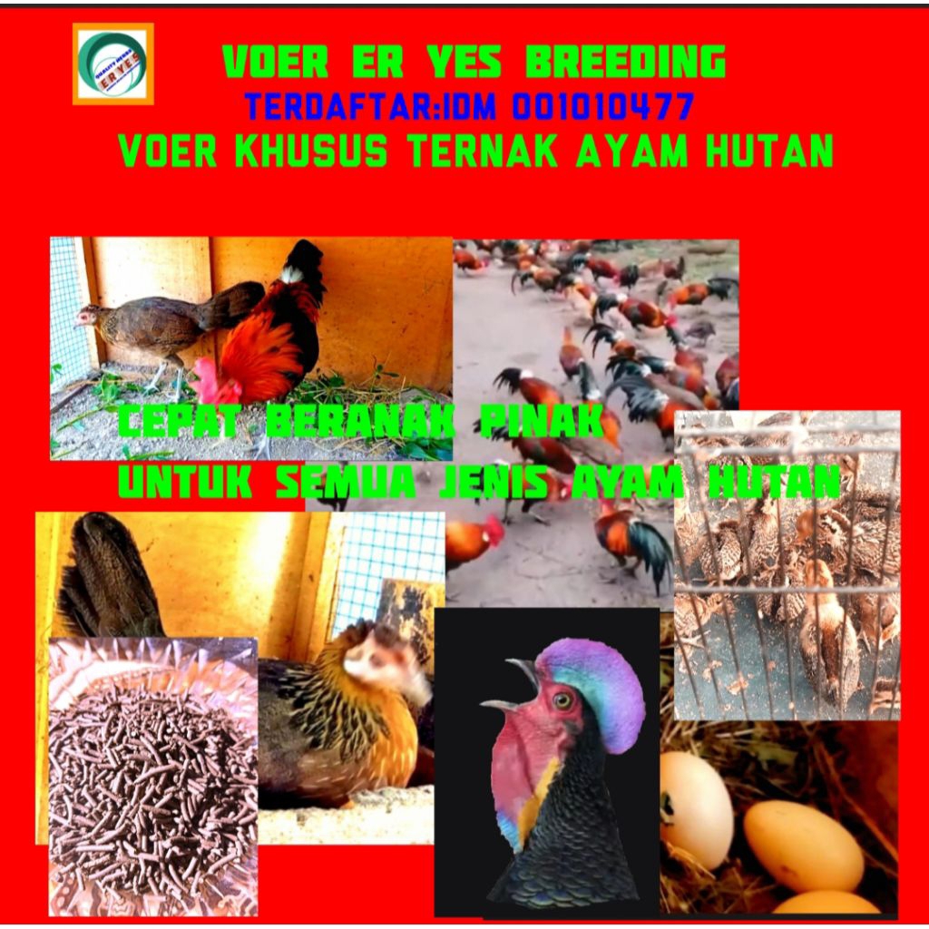 Ayam hutan Pakan ayam hutan ER YES Breeding Khusus Ayam Hutan Voer Pur Pelet Protein Tinggi untuk te