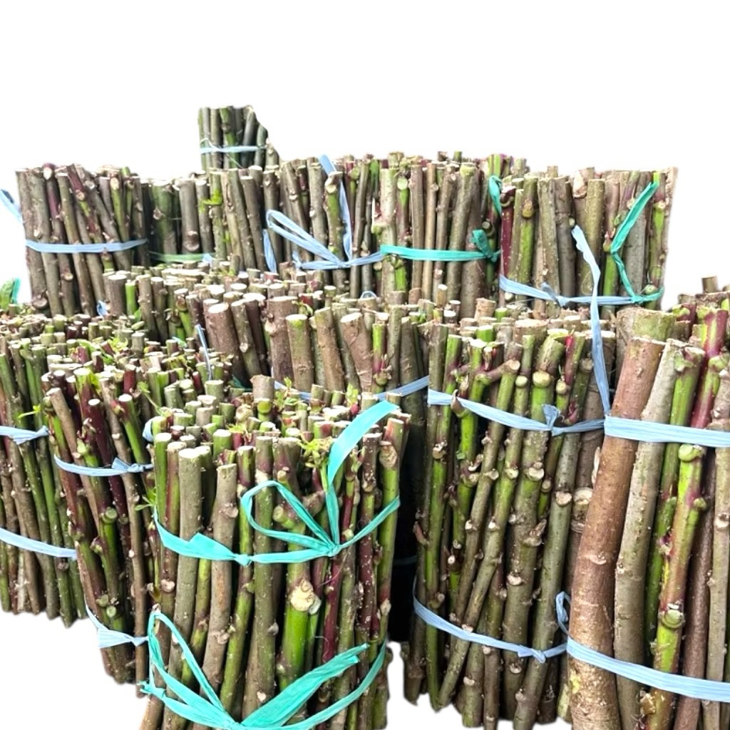 Bibit Singkong Papua Telo Papua Murah Berkwalitas