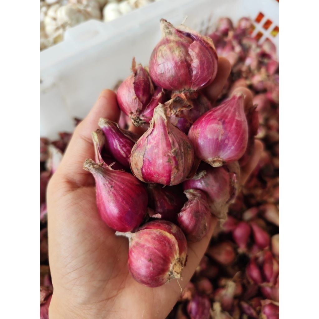 

Bawang Merah Brebes (Asli Brebes)