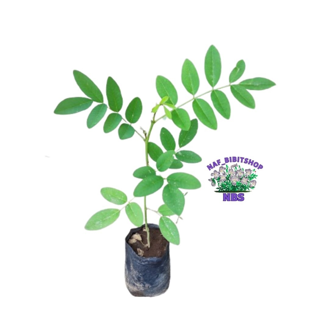 Bibit Indigofera Pakan Ternak Kambing Penambah Nutrisi