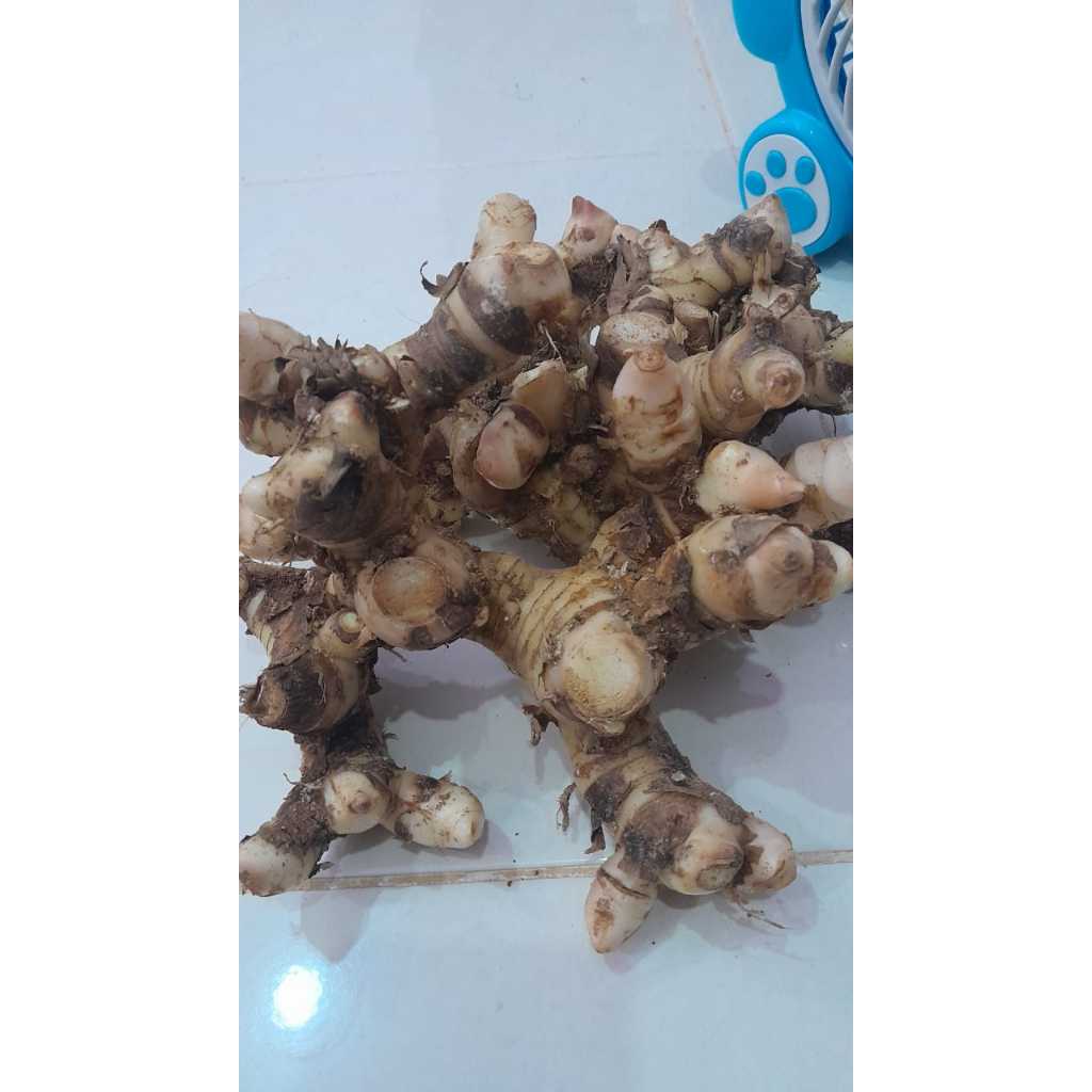 

lengkuas,bumbu dapur/lengkuas fres/lengkuas segar