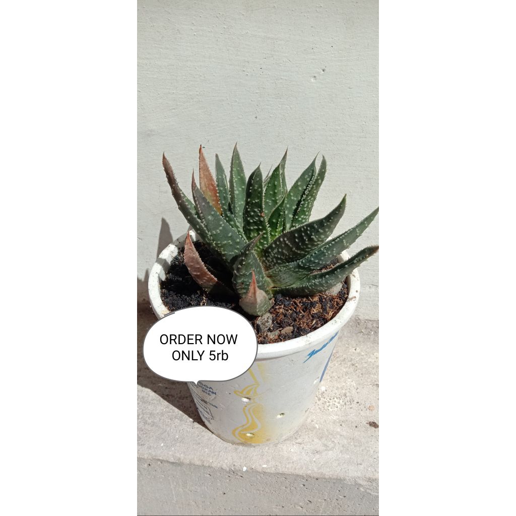 Haworthia fasciata atau Zebra Haworthia