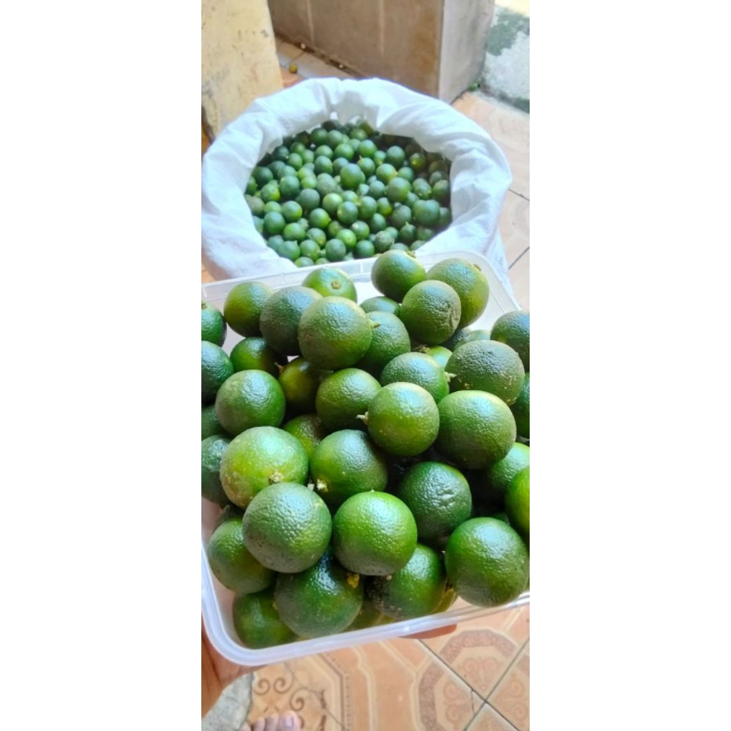 

jeruk songkit segar pres